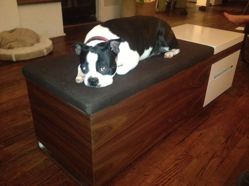 Monday S Pets On Furniture